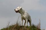 DOGUE ARGENTIN 431